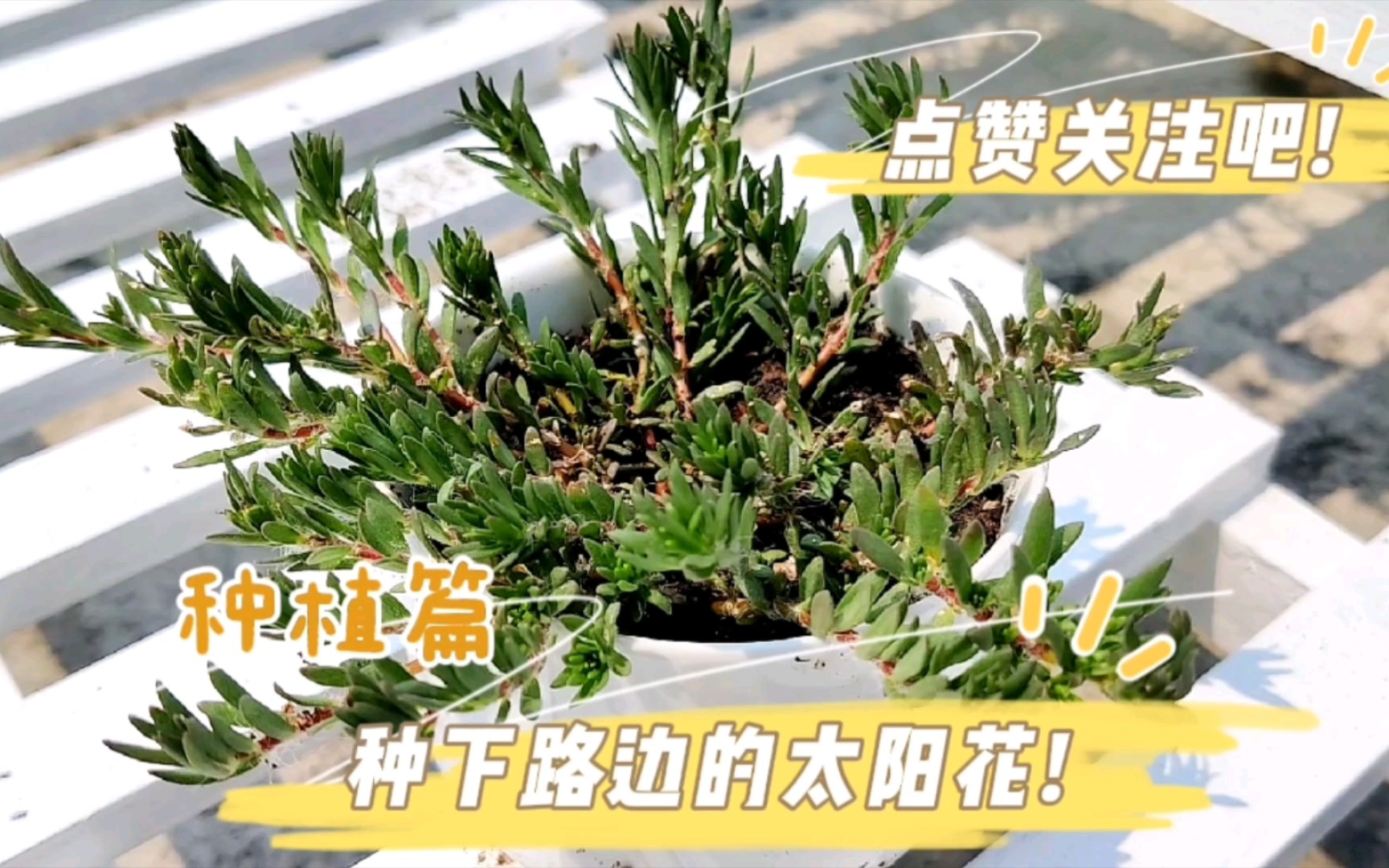 在家门口的路边偶然发现的太阳花,为避免踩坏,还是决定收入囊中