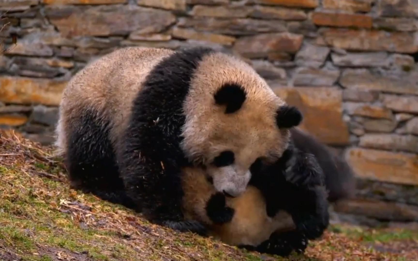 [图]pandapia直播录屏：名叫Run Yue的都不是一般熊