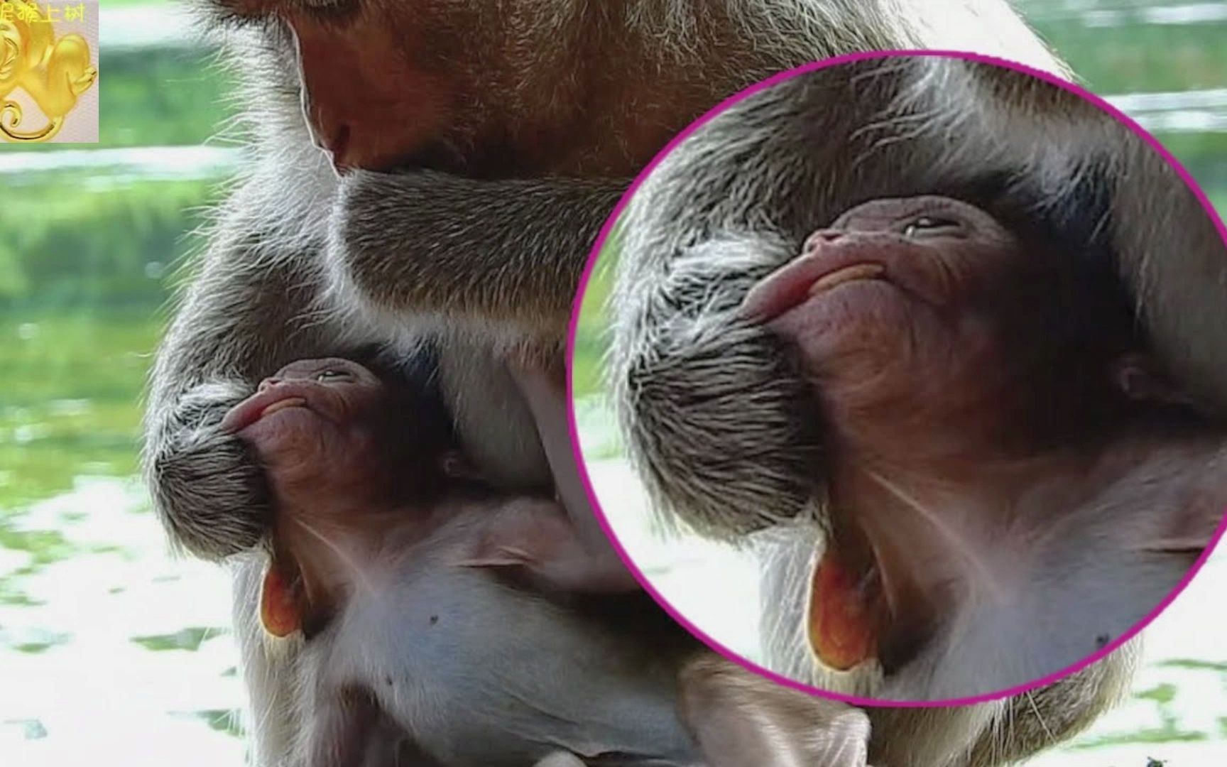 猴妈从孩子嘴里抠花生豆吃