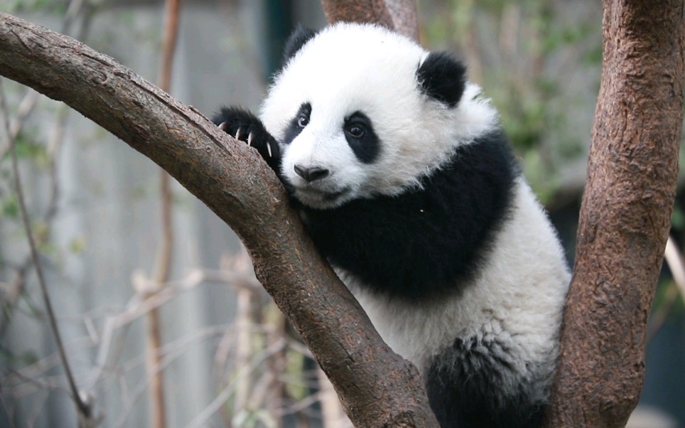 【大熊猫金双】可可爱爱小双儿