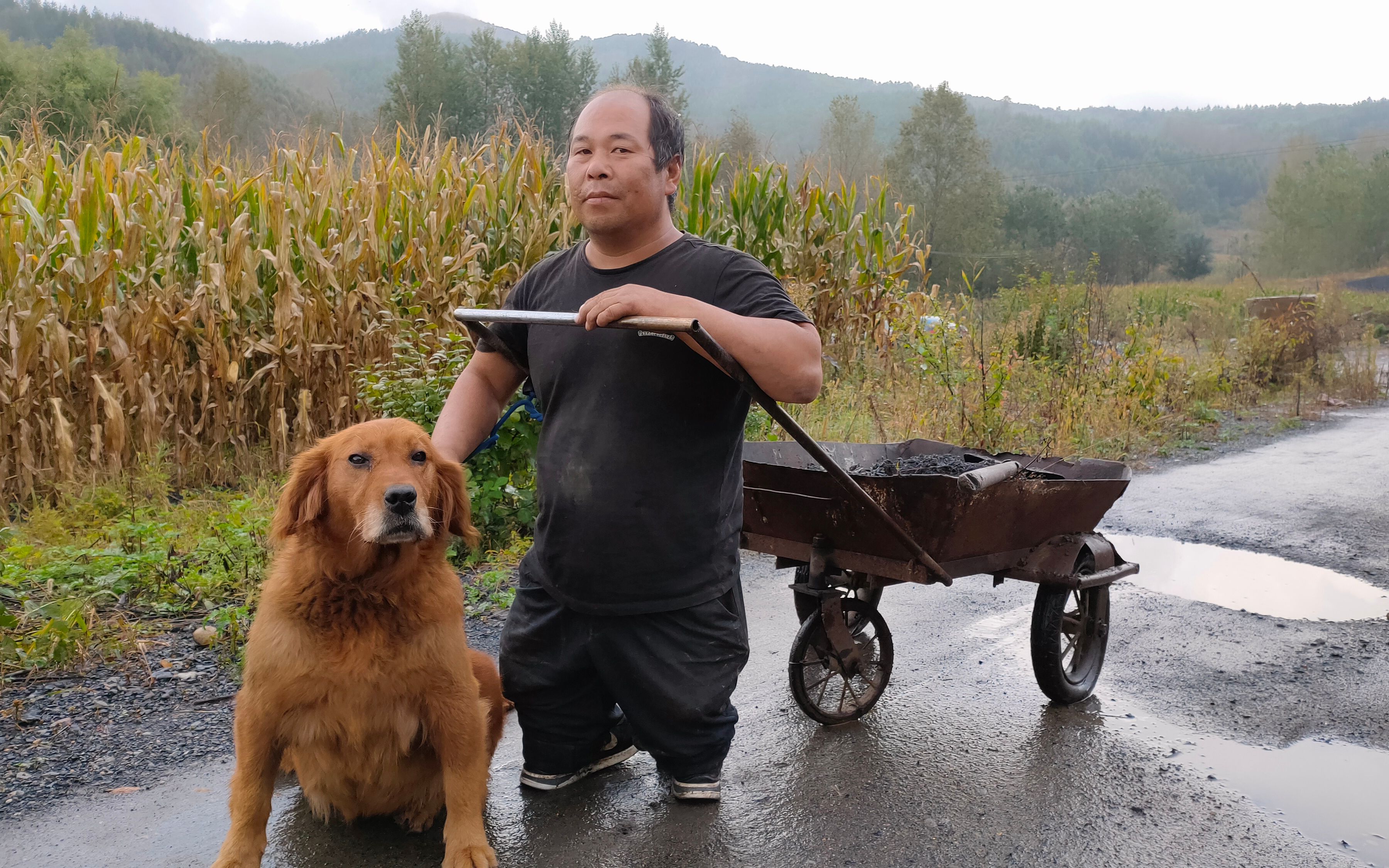 活动  流浪狗金毛帮老舅拉土垫道,样子太萌了,超懂事任劳任怨