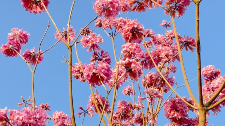 冬季的粉花风铃木