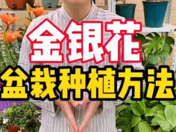 Download Video: 50金银花盆栽种植方法