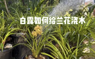 下载视频: 园艺师教你：白露时节如何给兰花浇水？很实用！赶紧看看