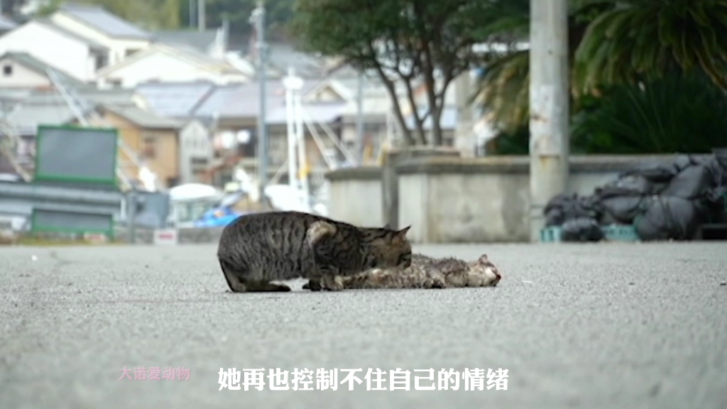 [图]痛失挚爱的猫