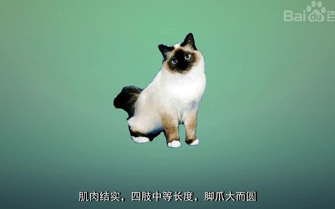 伯曼猫百度百科哔哩哔哩bilibili