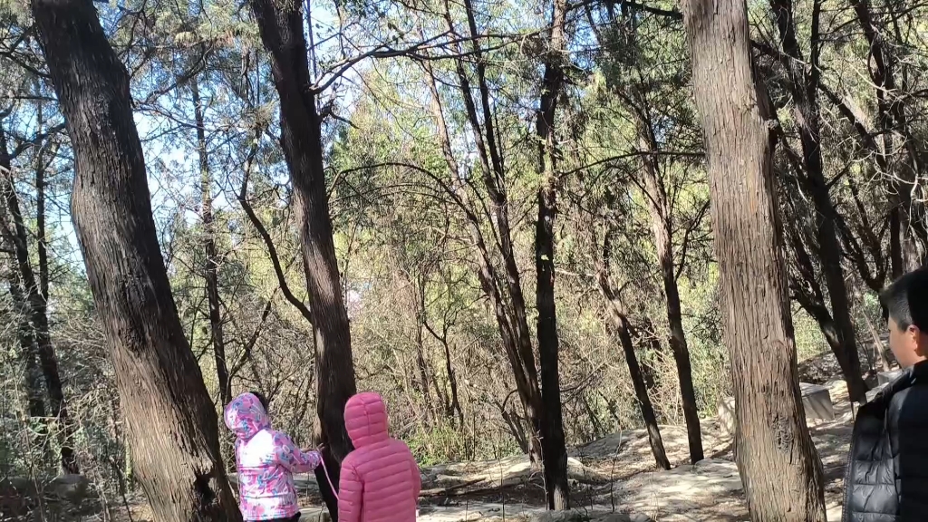 云龙山4下山路上狂风四起,发现云龙山的树很奇怪,一棵树分好几个树杈,像弹弓一样!哔哩哔哩bilibili