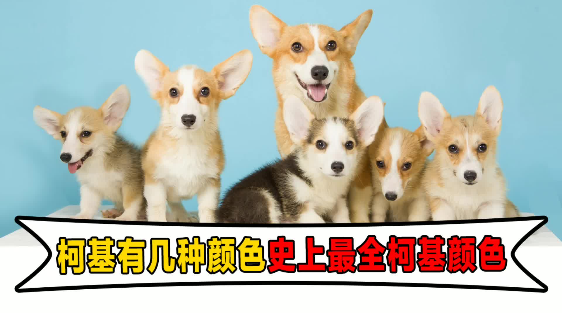 柯基有几种颜色史上最全柯基颜色