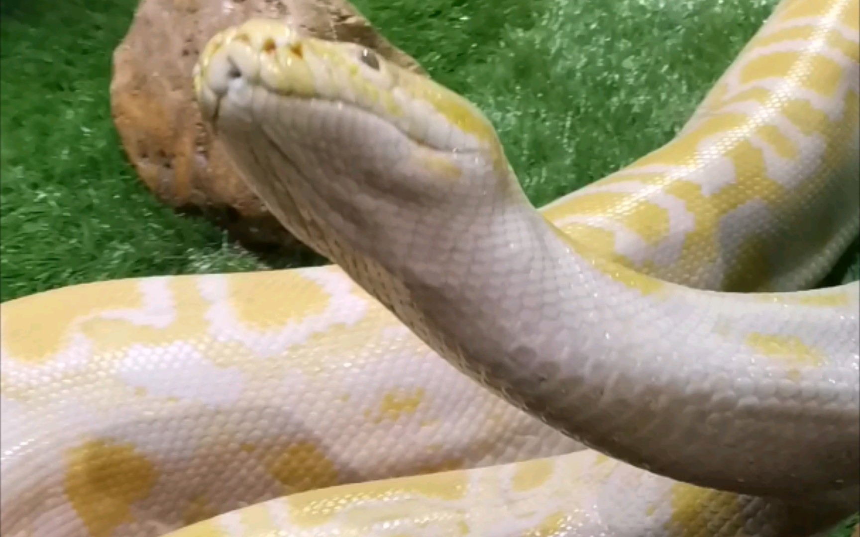 活动  【黄金蟒】好漂亮的蛇