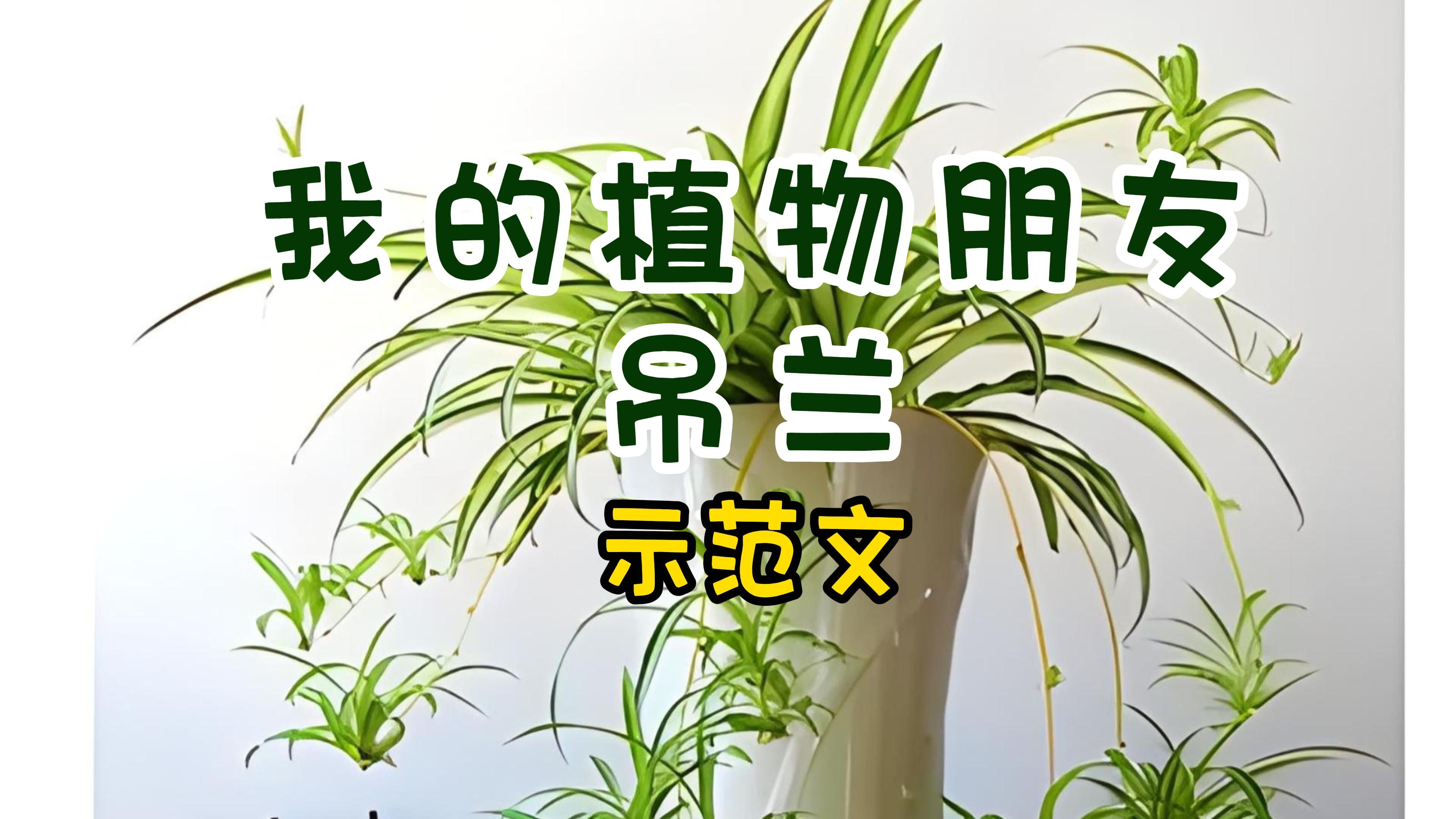 【作文】小学语文三年级下册,第一单元习作《我的植物朋友—吊兰》示范文哔哩哔哩bilibili