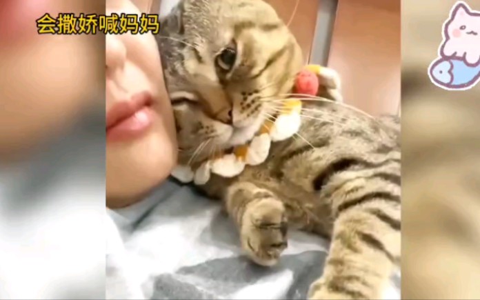 [图]不是说建国以后动物不许成精吗？#猫咪成精#动物的迷惑行为