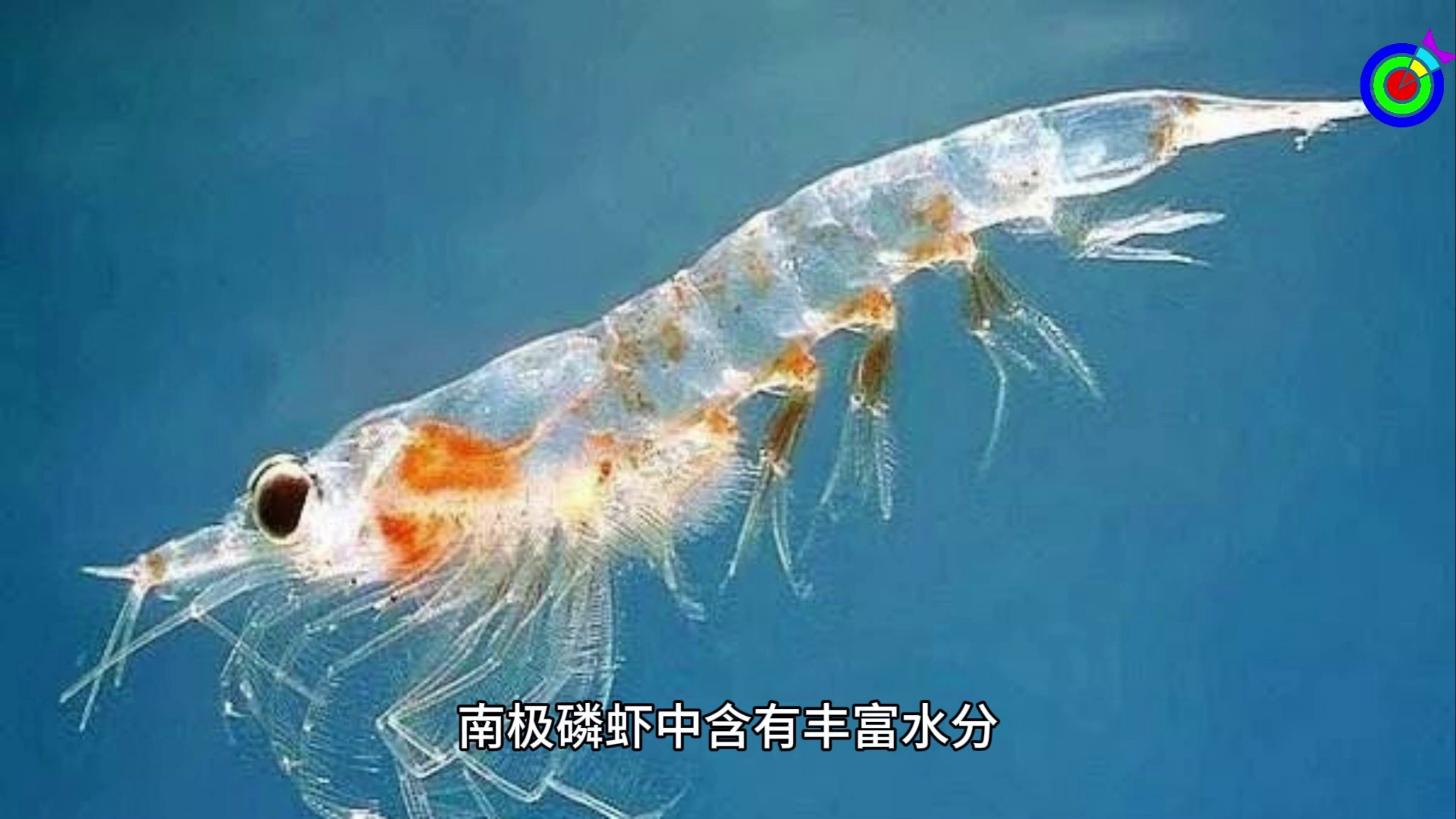 南极磷虾油有什么功效哔哩哔哩bilibili