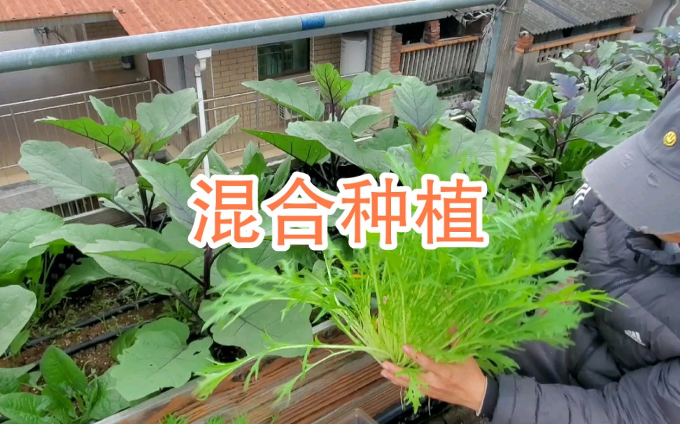 蔬菜混合种植之京水菜菠菜茄子哔哩哔哩bilibili