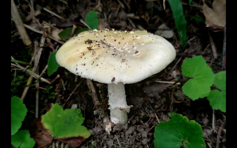 豹斑毒鹅膏——摄于张家界