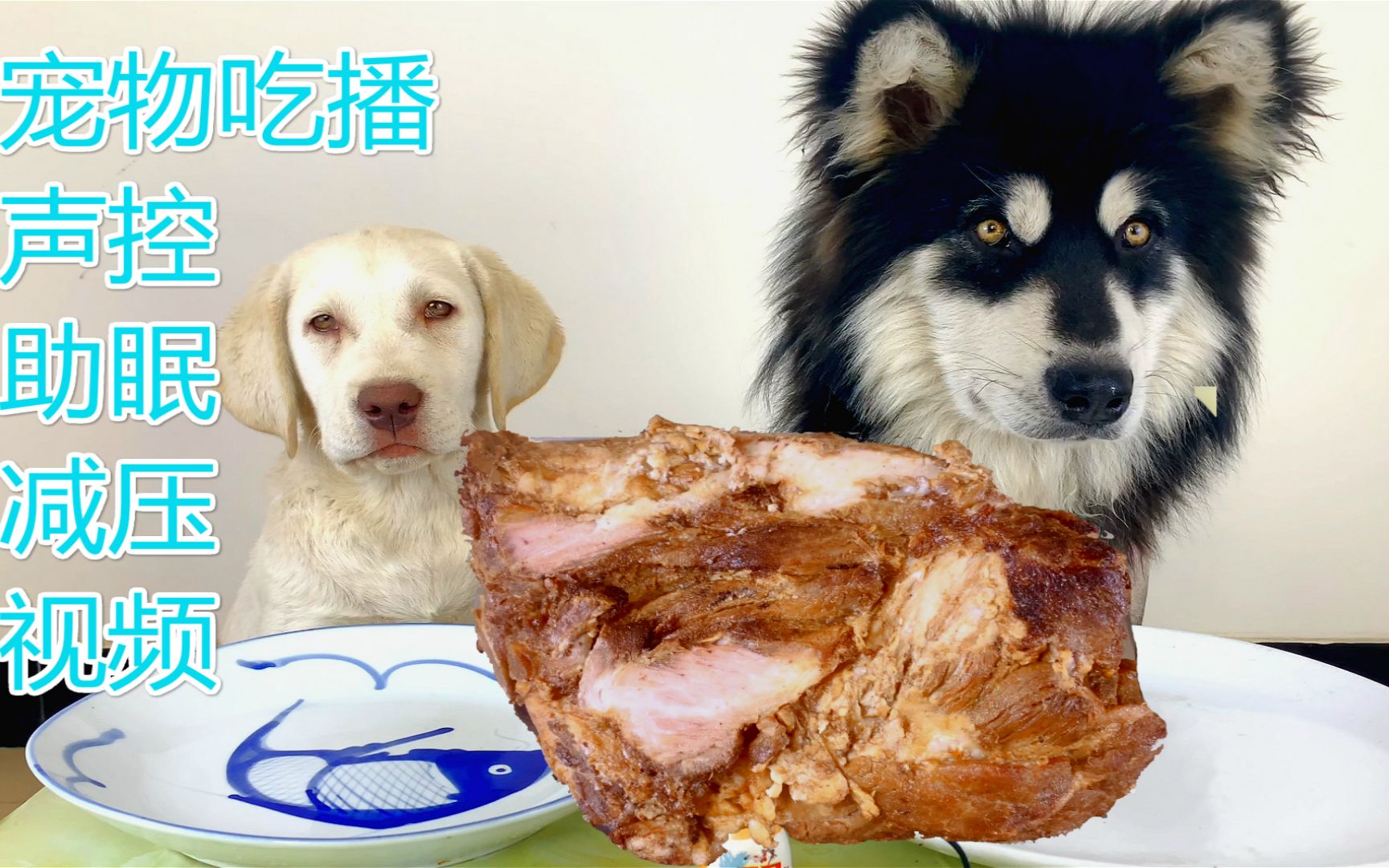 宠物吃播 今天将就一下吃剩骨头吧
