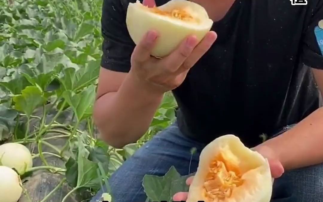 这个懒汉甜瓜也太好种了,又香又甜