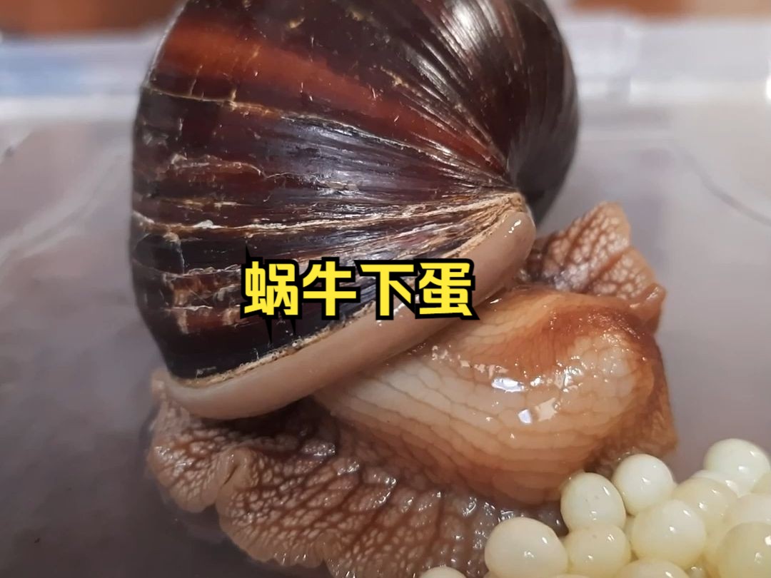 你见过蜗牛下蛋吗?雌雄同体的它们是怎么怀孕的呢?