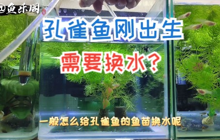 新生的白子孔雀鱼,需要给它们换水吗?哔哩哔哩bilibili