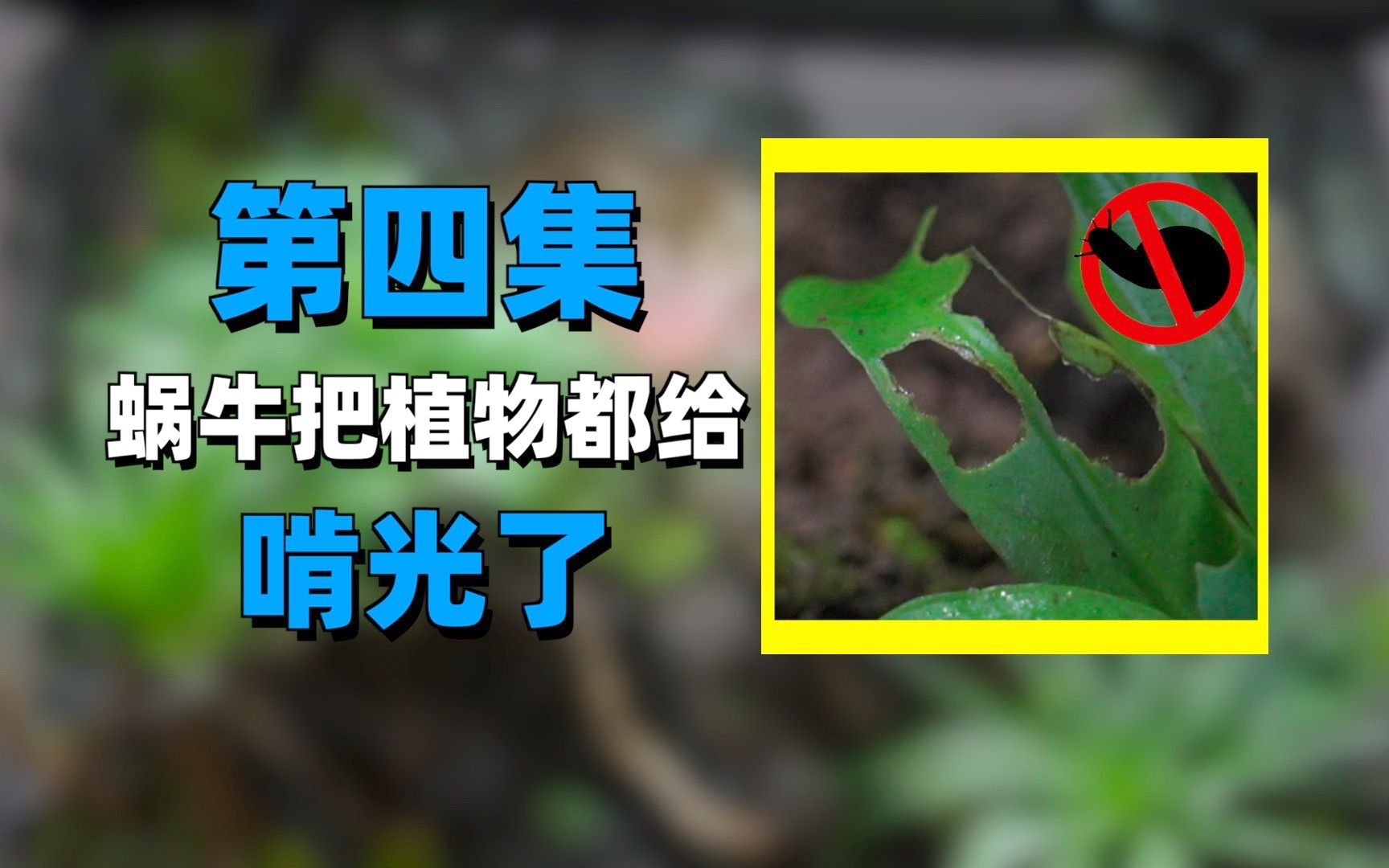 [图]再也不养蜗牛了！简直就是植物杀手啊！