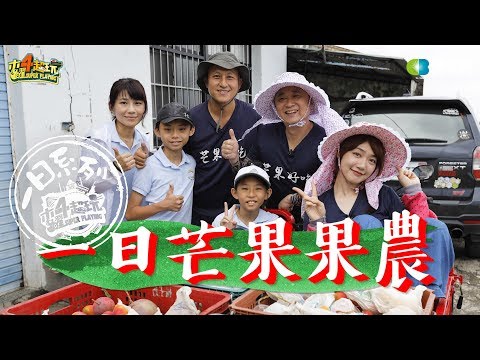 [图]《一日系列第一百零四集》芒果好吃!!邰哥带着泱泱去屏东采芒果!!-一日芒果果农