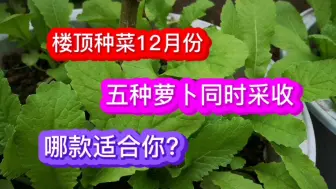 Download Video: 我种的5种萝卜，各有特色，从冬天到春天，能连续采收5个月