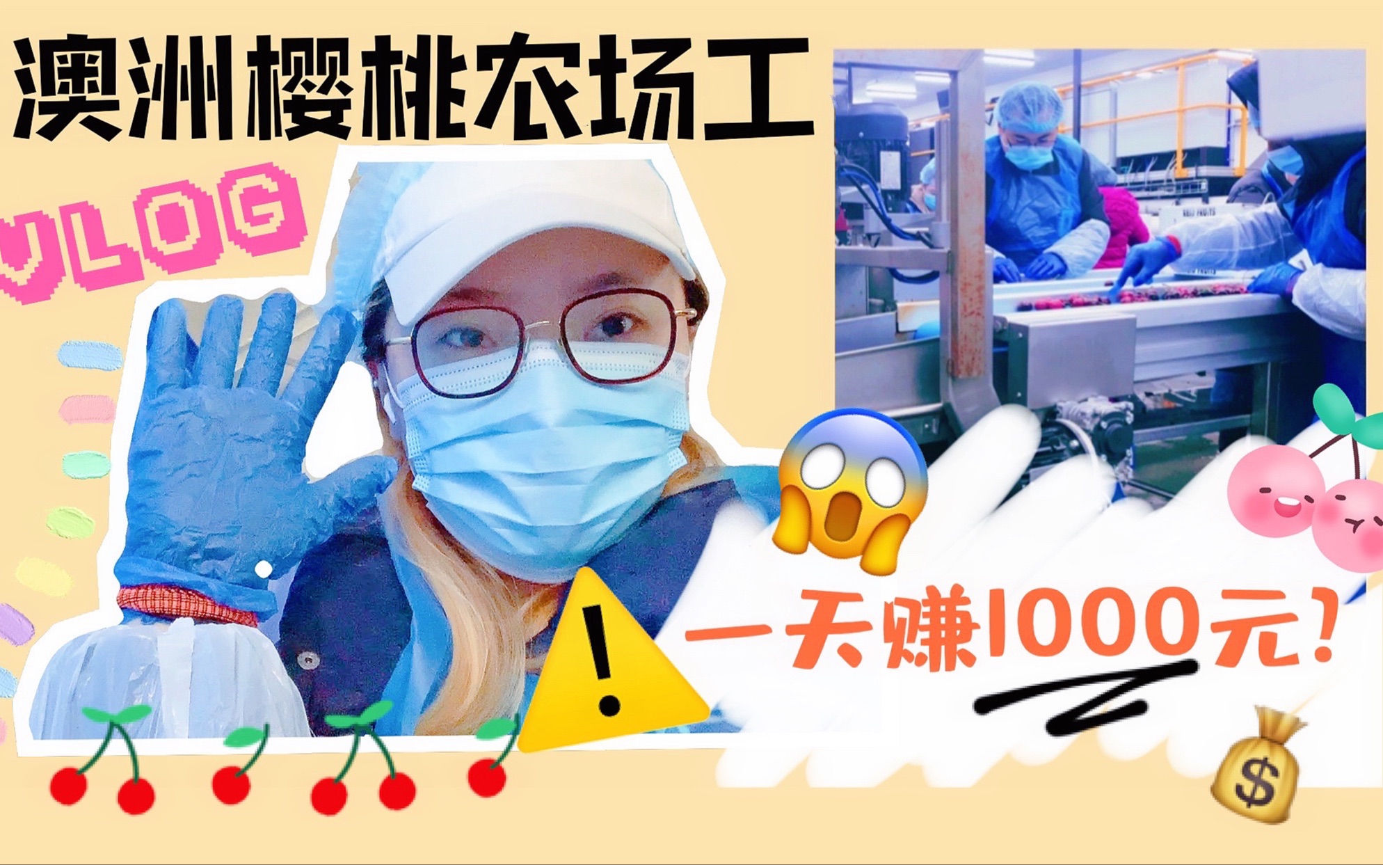 Vlog一天赚1000块的澳洲农场工的一天| 美少女去农场打工变黄脸婆|澳大利亚塔斯马尼亚车厘子农场|打工人凸凸酱tutu哔哩哔哩bilibili