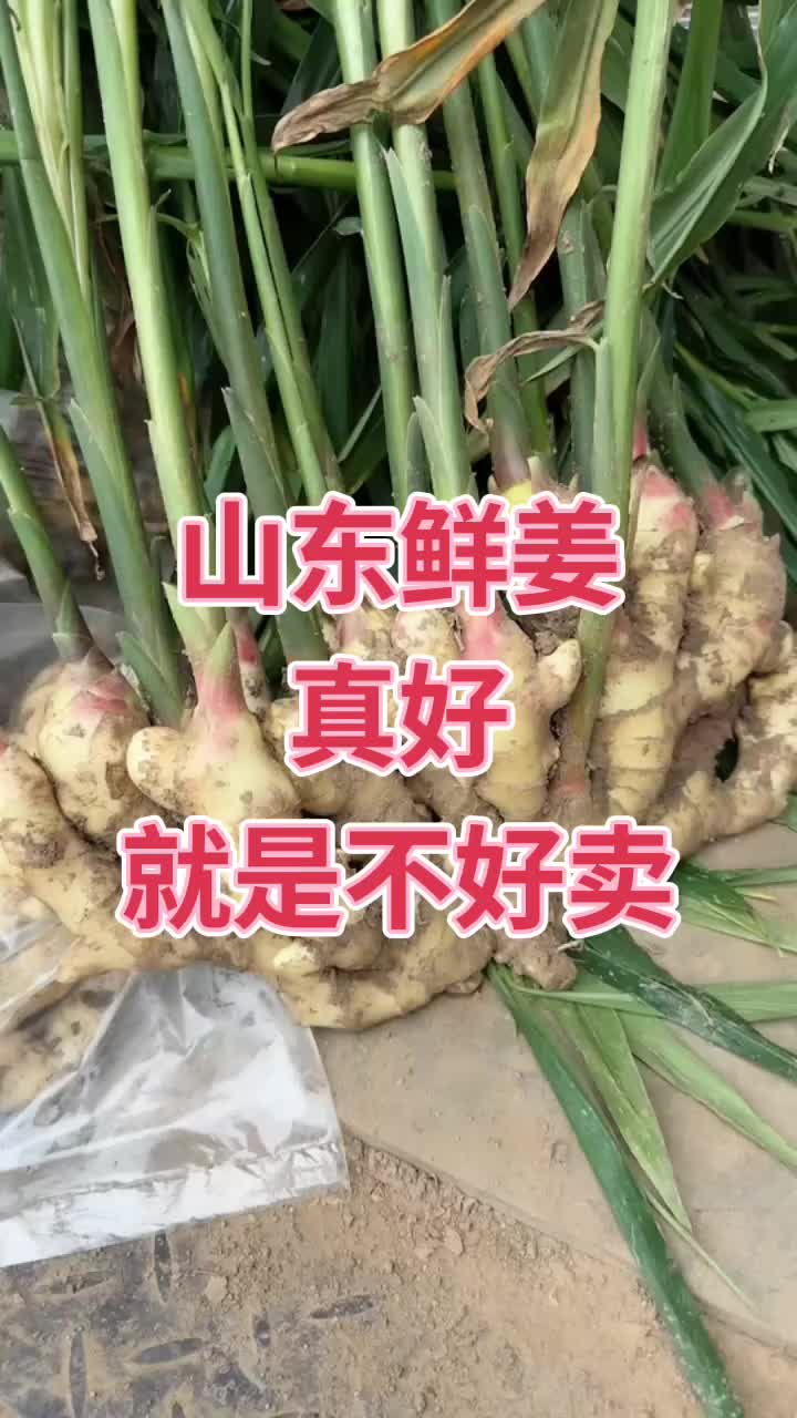 山东大姜滚蛋了图片