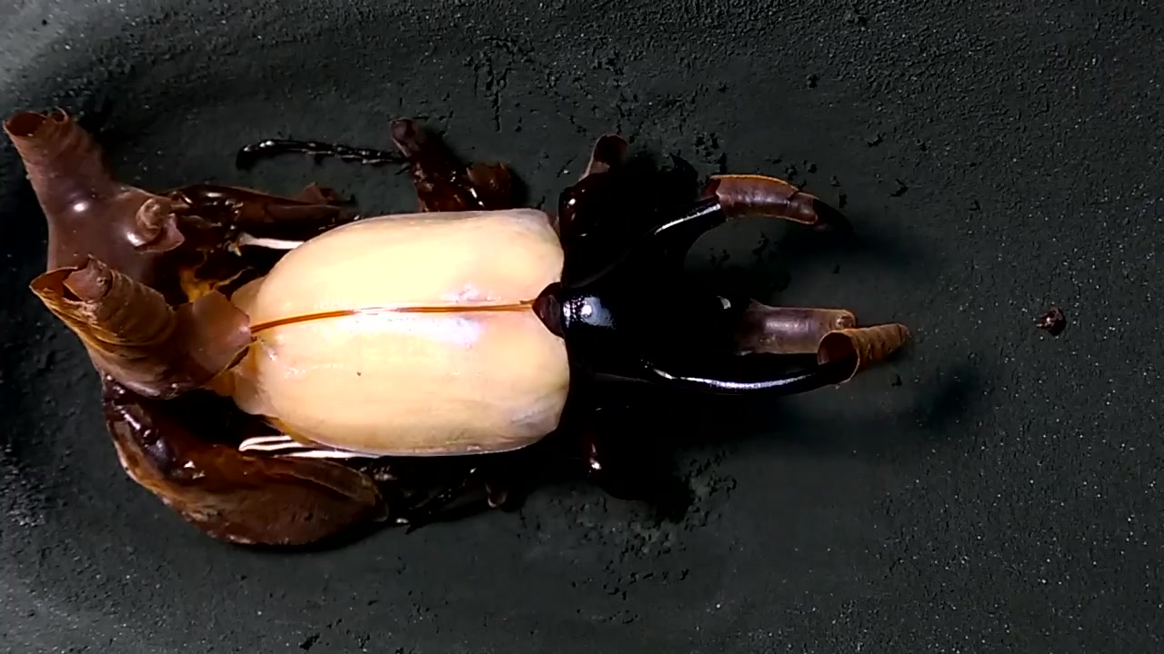 南洋大兜羽化记录