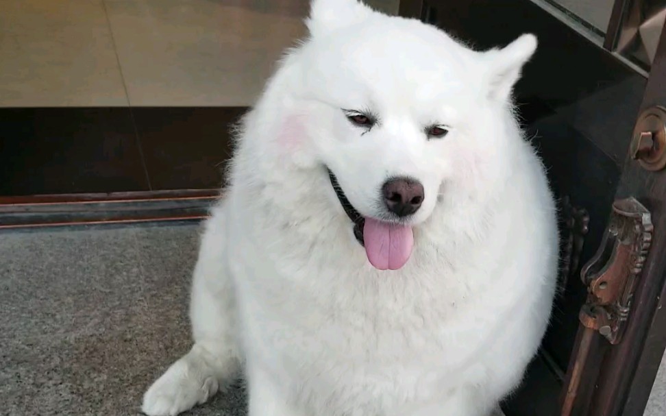 一只涂了腮红的萨摩猪