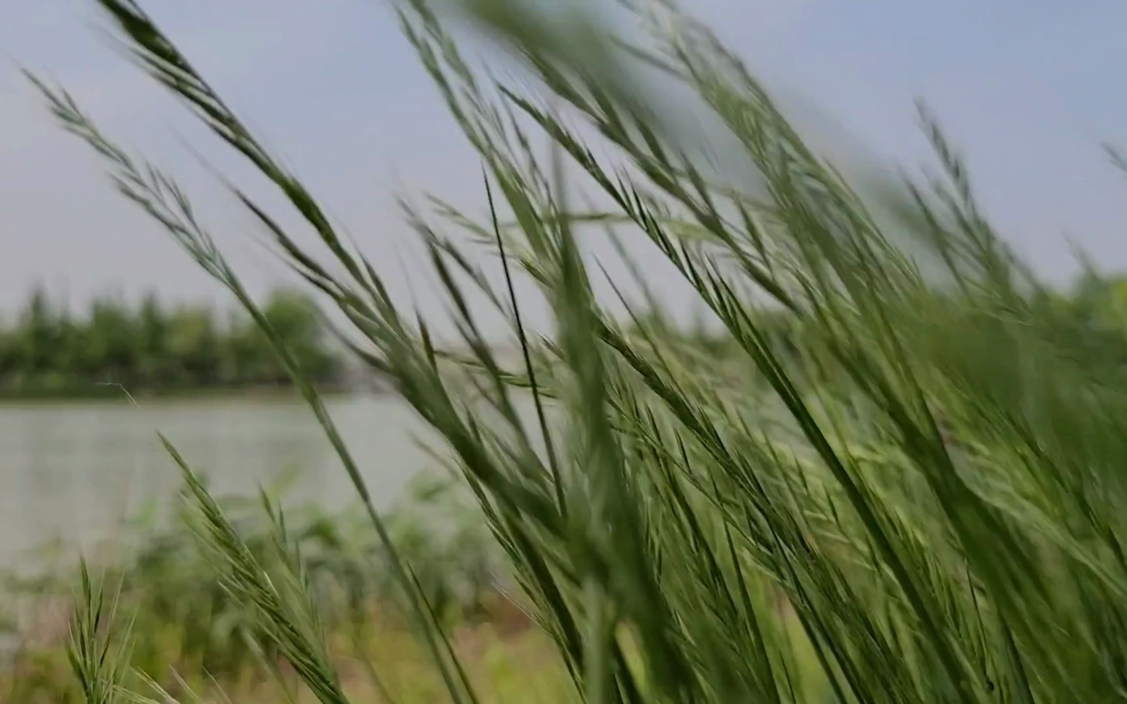 【星鲜创造营】samsung galaxy s21 ultra 5g 记录自然的发现之美.