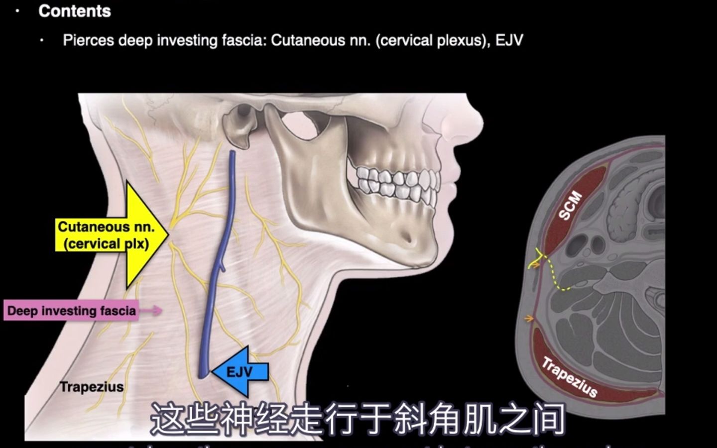 [图]【解剖动画｜医学英语】超简单动画教你记住颈部三角区解剖｜局部解剖学｜双语字幕｜油管搬运