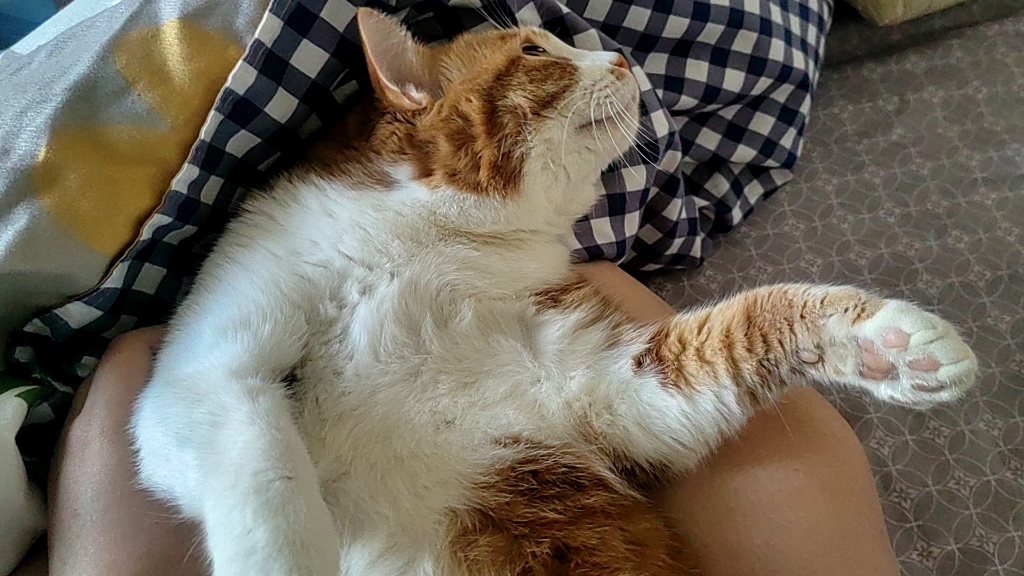 这只小肥猫就这样静静地躺在我的腿上96