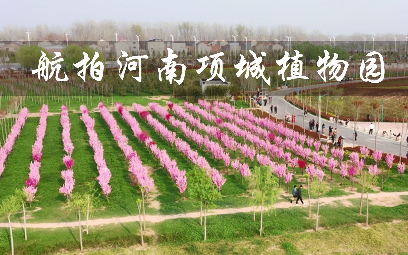 航拍河南项城植物园,春暖花开游人至,景色太美了
