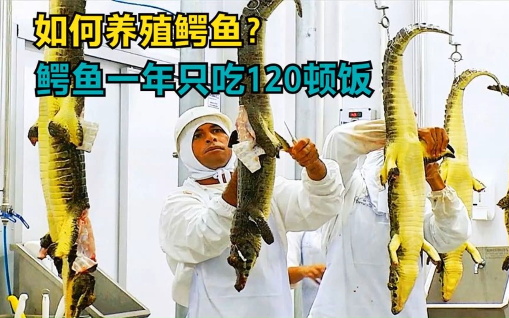 如何人工养殖鳄鱼?鳄鱼消化时间长达72小时,一年只吃120顿饭