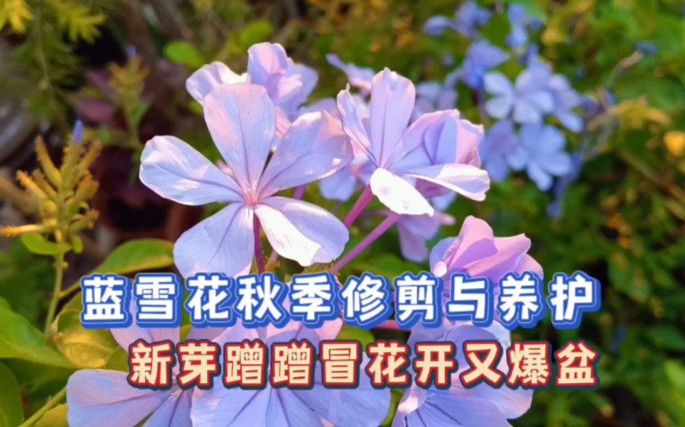 蓝雪花这样修剪养护开花一茬又一茬哔哩哔哩bilibili