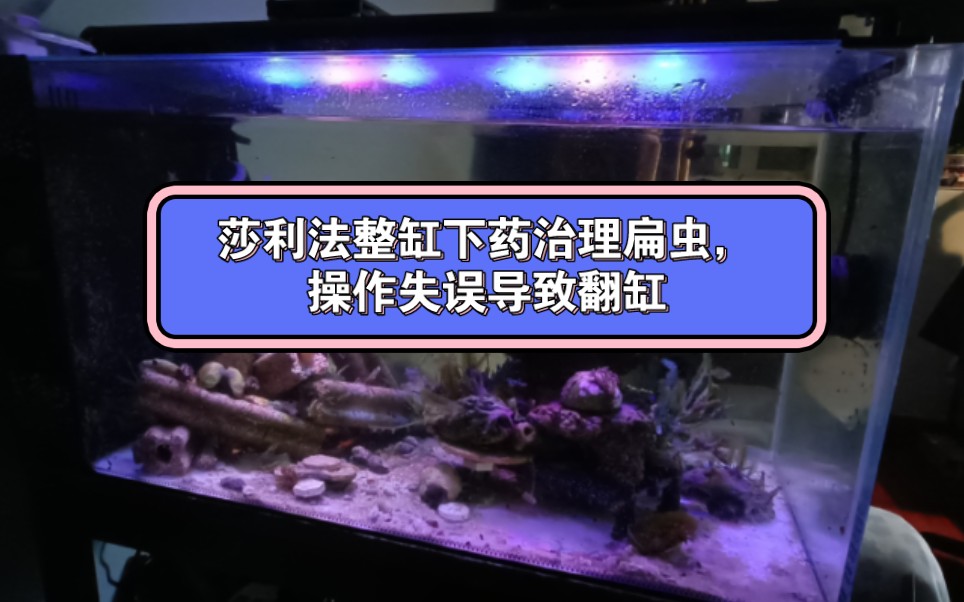 首次整缸下药治理扁虫,实操的经验教训总结哔哩哔哩bilibili