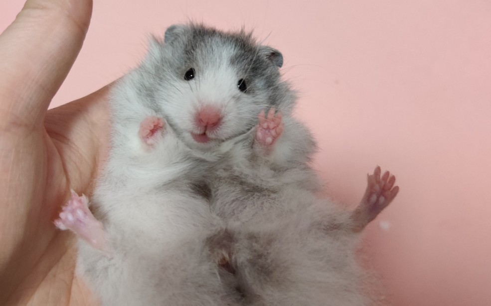 黑波利崽崽到家啦~_哔哩哔哩 (゜-゜)つロ 干杯~-bilibili