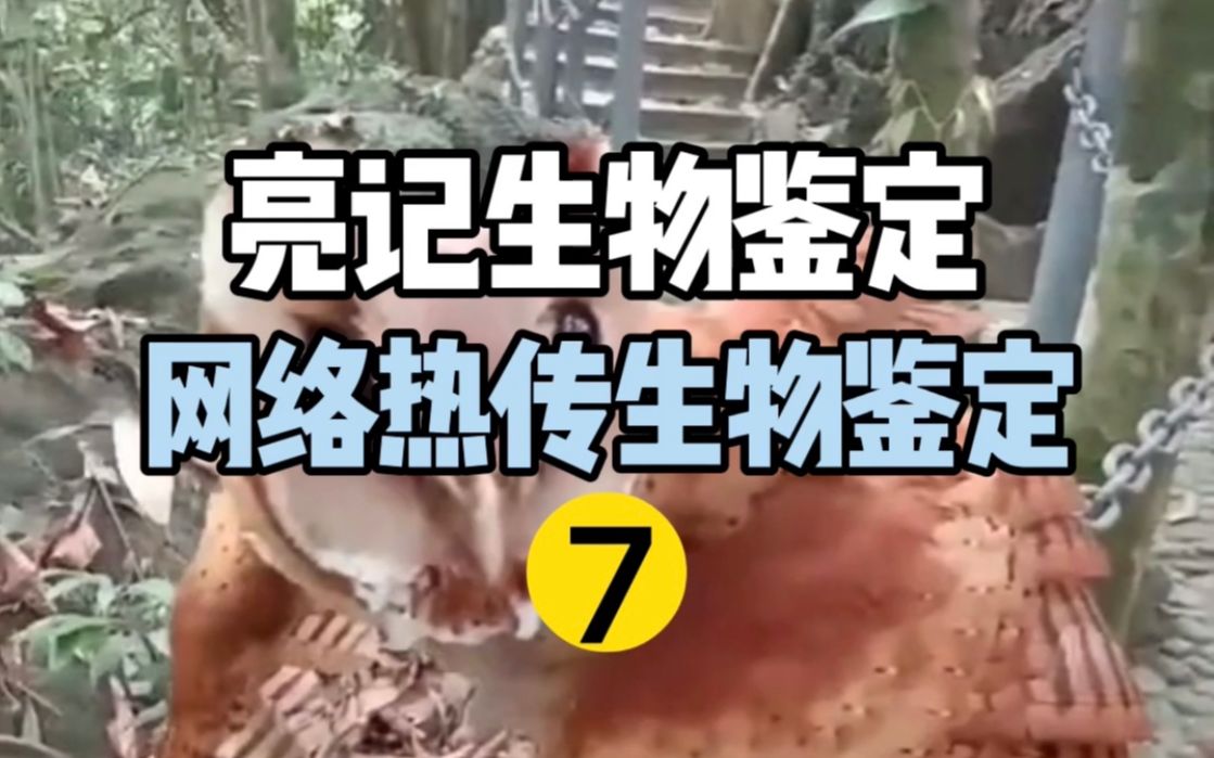 【亮记生物鉴定】近期网络热传生物鉴定7哔哩哔哩bilibili