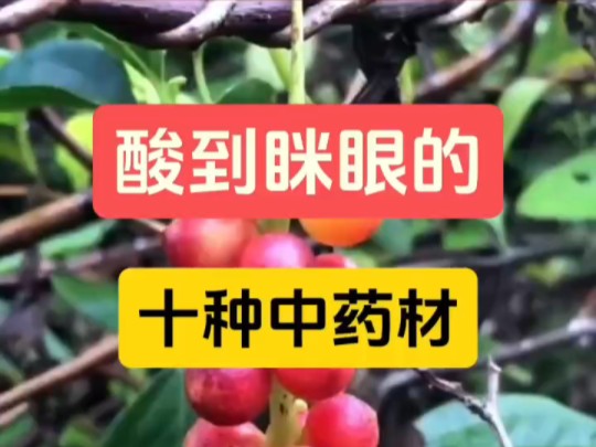 酸到让人眯眼:十种酸药材盘点哔哩哔哩bilibili