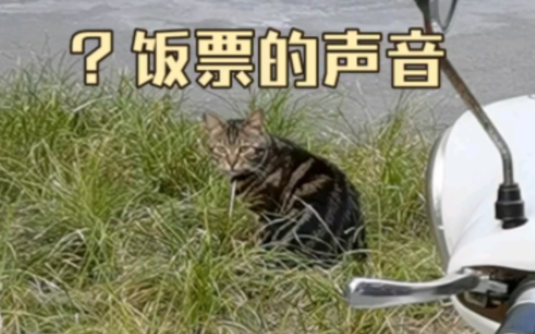 猫是靠什么认人的?哔哩哔哩bilibili