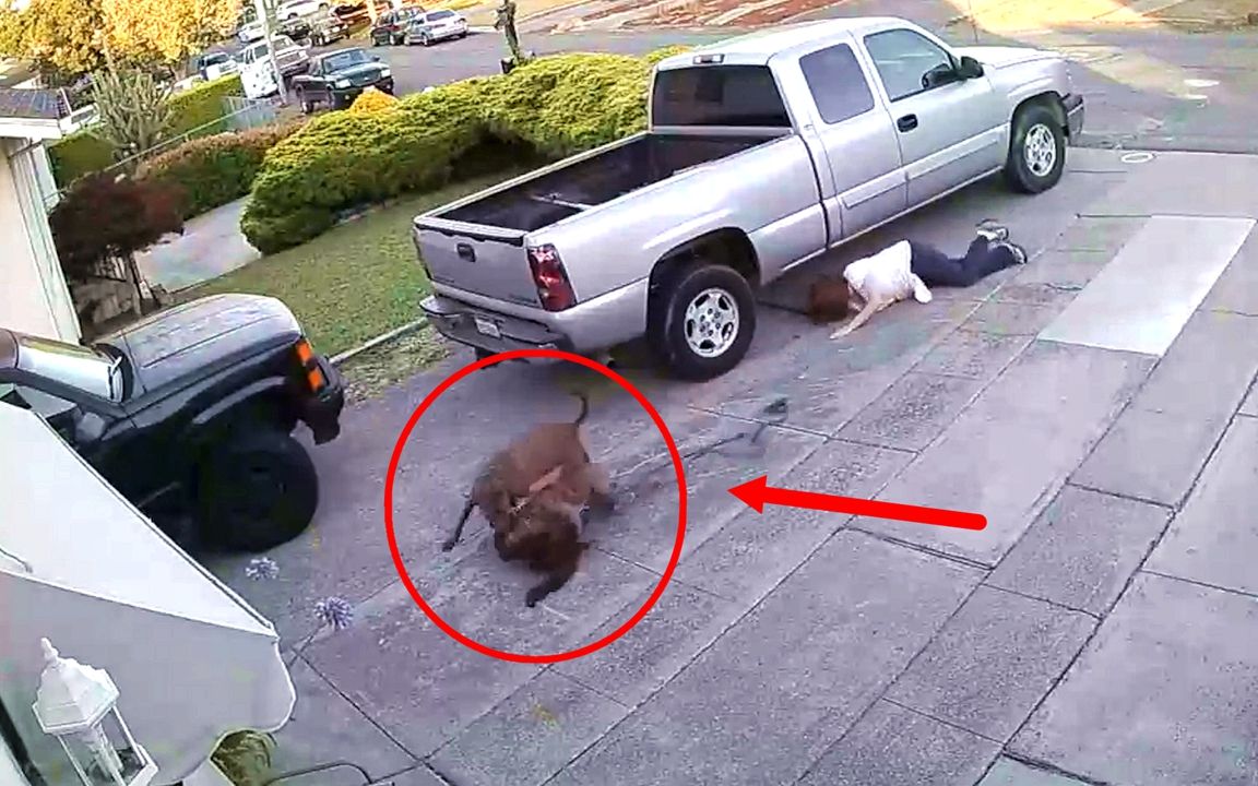 两只比特犬当街撕咬一只猫咪,疯狂模样让人心惊_哔哩哔哩_bilibili