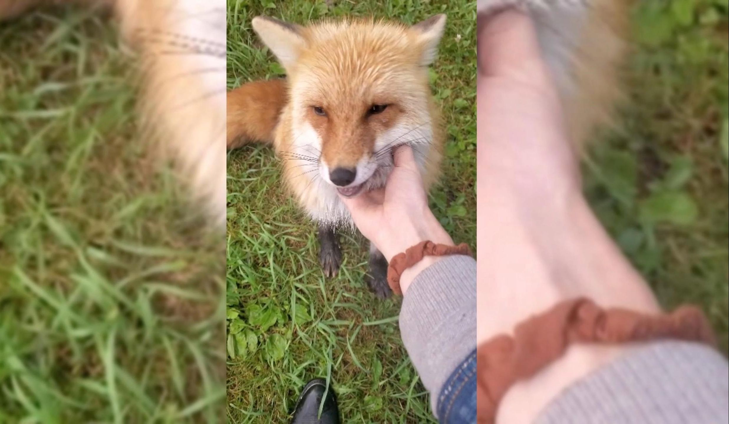 小狐狸喜欢和主人玩,太可爱了