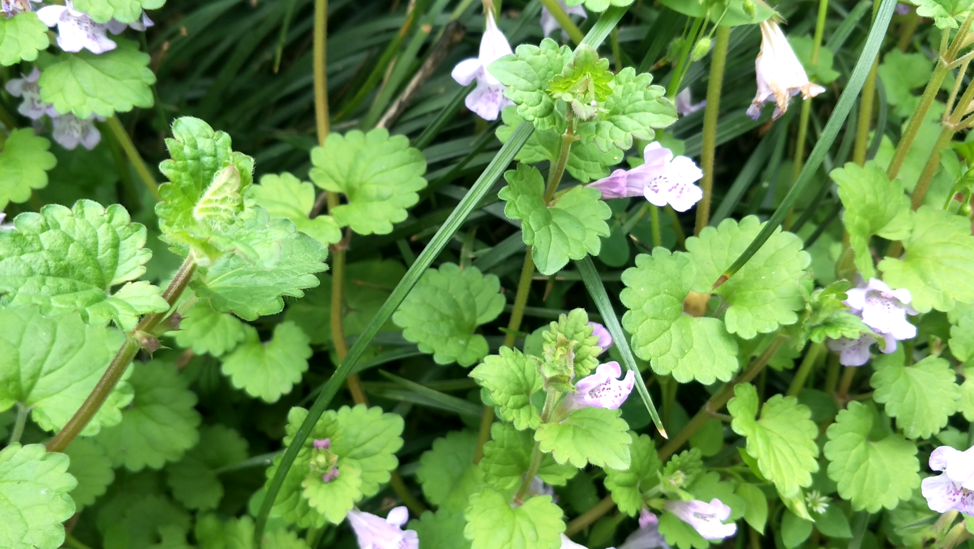 【草木录】活血丹