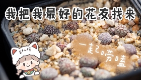 一番花园 园艺植物用药指南 扫盲 哔哩哔哩 つロ干杯 Bilibili