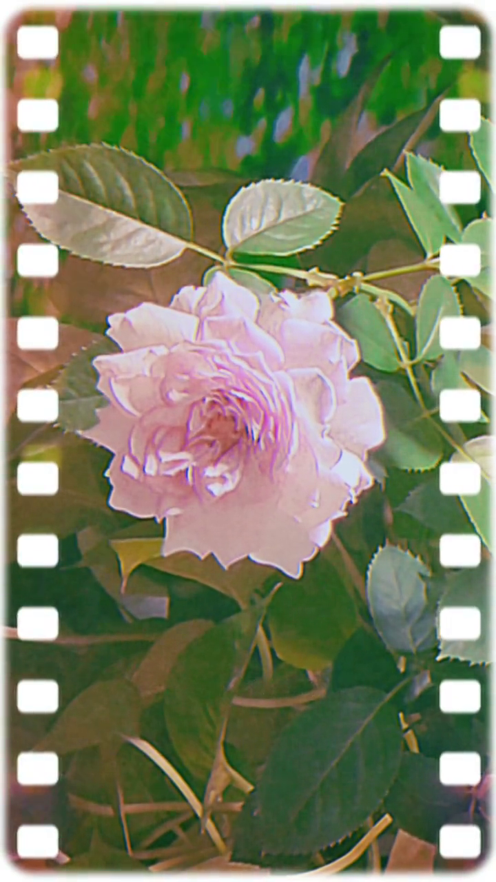 快乐不再那么简单当冬夜渐暖孙燕姿翻唱