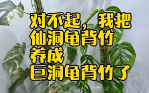 Download Video: 对不起，我把仙洞龟背竹养成巨洞龟背竹了