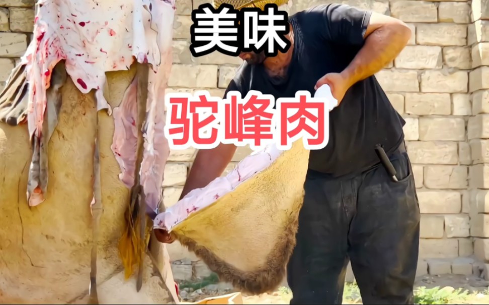 驼峰的驼峰肉你敢吃吗,它被人们称为堪比熊掌的珍品,你想吃吗哔哩哔哩bilibili