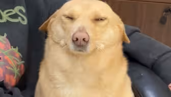 这狗是真没白养