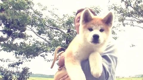 秋田犬 具有强烈忠诚心的日本犬 哔哩哔哩