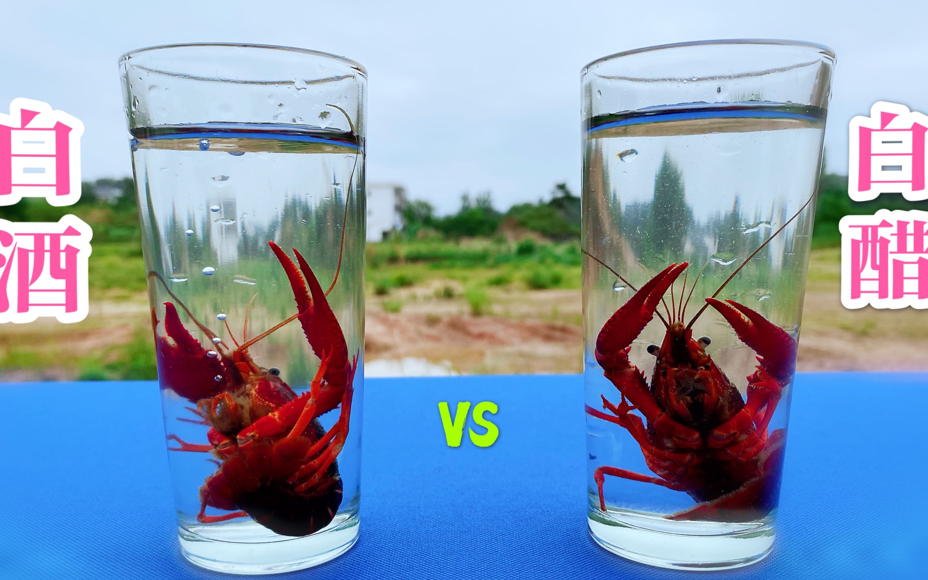 将两只小龙虾分别放入白酒跟白醋之中,会发生什么呢?